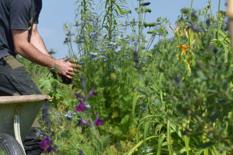 espaces verts, fleurs