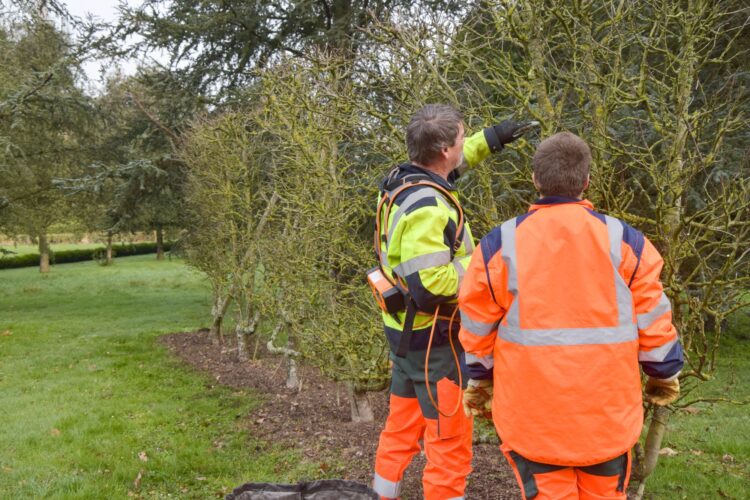 initiation à la taille, espaces verts, Esat de transition APH le Pommeret