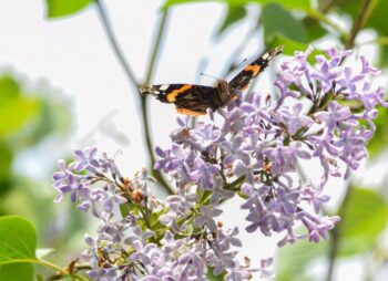 papillon, lilas, collection botanique