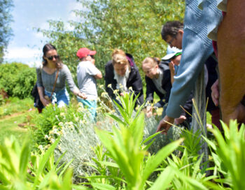 balade, groupe, jardin